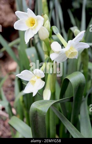 Narcissus ‘Scilly White’ Division 8 Tazetta Daffodils mit mehreren Köpfen leicht duftende Narzisse mit hellgrünem gelben Becher, Februar, England, Großbritannien Stockfoto