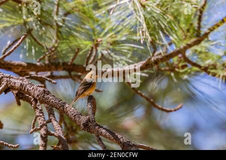 Tufted Flycatcher, Mitrephanes phaeocercus, ein seltener mexikanischer Besucher in der Nähe des Reef Townsite Campground in den Huachuca Mountains, Coronado National Forest, Stockfoto