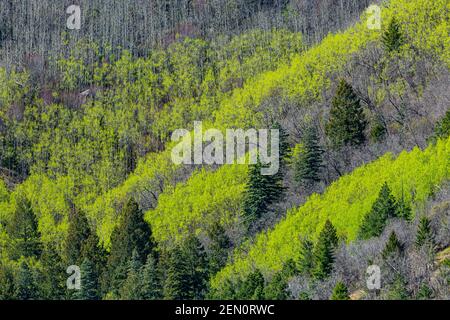 Beben von Aspen, Populus tremuloides, Blättern im Frühlingsgrün in den Huachuca Bergen, Coronado National Forest, Arizona, USA Stockfoto