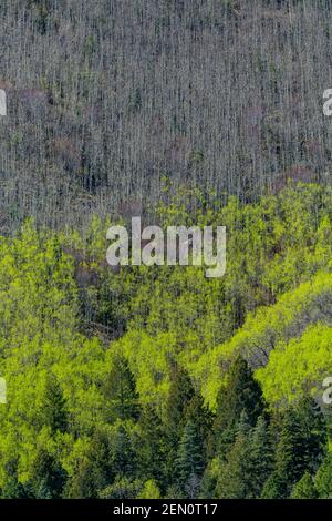 Beben von Aspen, Populus tremuloides, Blättern im Frühlingsgrün in den Huachuca Bergen, Coronado National Forest, Arizona, USA Stockfoto