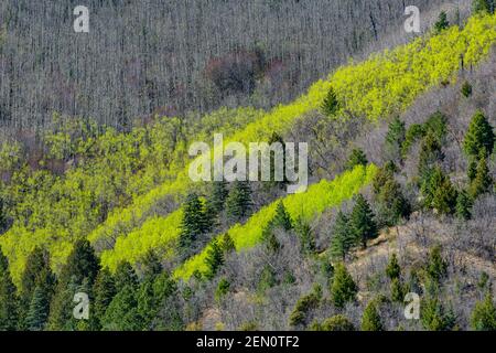 Beben von Aspen, Populus tremuloides, Blättern im Frühlingsgrün in den Huachuca Bergen, Coronado National Forest, Arizona, USA Stockfoto