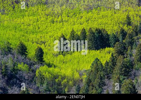 Beben von Aspen, Populus tremuloides, Blättern im Frühlingsgrün in den Huachuca Bergen, Coronado National Forest, Arizona, USA Stockfoto