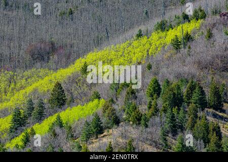 Beben von Aspen, Populus tremuloides, Blättern im Frühlingsgrün in den Huachuca Bergen, Coronado National Forest, Arizona, USA Stockfoto