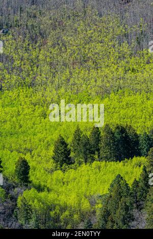 Beben von Aspen, Populus tremuloides, Blättern im Frühlingsgrün in den Huachuca Bergen, Coronado National Forest, Arizona, USA Stockfoto