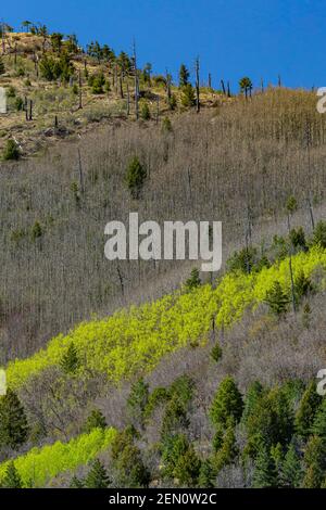 Beben von Aspen, Populus tremuloides, Blättern im Frühlingsgrün in den Huachuca Bergen, Coronado National Forest, Arizona, USA Stockfoto