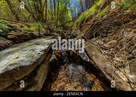 Winziger Bach in der Miller Peak Wildnis der Huachuca Mountains, Coronado National Forest, Arizona, USA Stockfoto