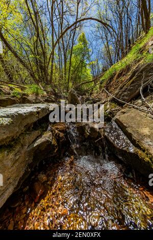 Winziger Bach in der Miller Peak Wildnis der Huachuca Mountains, Coronado National Forest, Arizona, USA Stockfoto