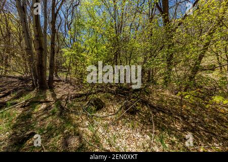 Huachuca Mountains, Coronado National Forest, Arizona, USA Stockfoto