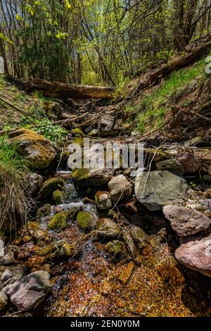 Winziger Bach in der Miller Peak Wildnis der Huachuca Mountains, Coronado National Forest, Arizona, USA Stockfoto