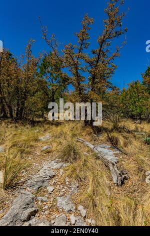 Offener Kiefernwald in der Miller Peak Wildnis der Huachuca Mountains, Coronado National Forest, Arizona, USA Stockfoto