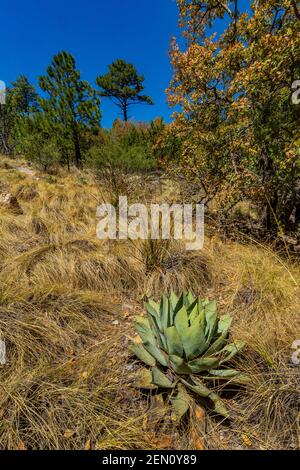 Huachuca Agave, Agave parryi huachucensis, in der Miller Peak Wilderness, Huachuca Mountains, Coronado National Forest, Arizona, USA Stockfoto