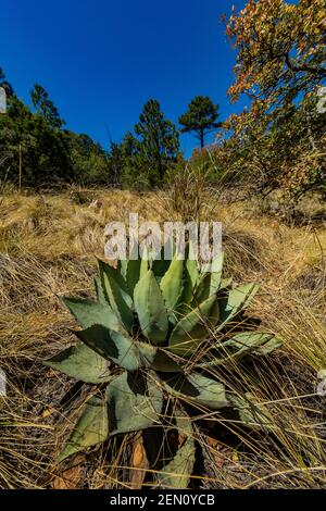 Huachuca Agave, Agave parryi huachucensis, in der Miller Peak Wilderness, Huachuca Mountains, Coronado National Forest, Arizona, USA Stockfoto