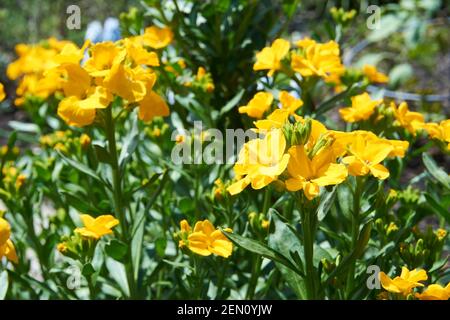 Narzissen wachsen im Garten. Stockfoto