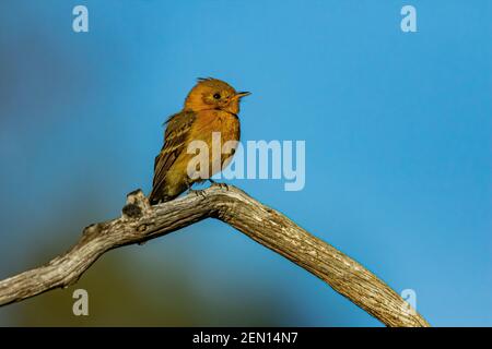 Tufted Flycatcher, Mitrephanes phaeocercus, ein seltener mexikanischer Besucher in der Nähe des Reef Townsite Campground in den Huachuca Mountains, Coronado National Forest, Stockfoto