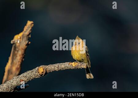 Tufted Flycatcher, Mitrephanes phaeocercus, ein seltener mexikanischer Besucher in der Nähe des Reef Townsite Campground in den Huachuca Mountains, Coronado National Forest, Stockfoto