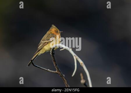 Tufted Flycatcher, Mitrephanes phaeocercus, ein seltener mexikanischer Besucher in der Nähe des Reef Townsite Campground in den Huachuca Mountains, Coronado National Forest, Stockfoto