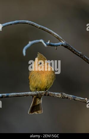 Tufted Flycatcher, Mitrephanes phaeocercus, ein seltener mexikanischer Besucher in der Nähe des Reef Townsite Campground in den Huachuca Mountains, Coronado National Forest, Stockfoto