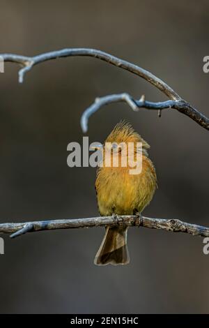 Tufted Flycatcher, Mitrephanes phaeocercus, ein seltener mexikanischer Besucher in der Nähe des Reef Townsite Campground in den Huachuca Mountains, Coronado National Forest, Stockfoto