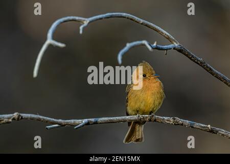 Tufted Flycatcher, Mitrephanes phaeocercus, ein seltener mexikanischer Besucher in der Nähe des Reef Townsite Campground in den Huachuca Mountains, Coronado National Forest, Stockfoto