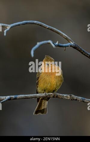 Tufted Flycatcher, Mitrephanes phaeocercus, ein seltener mexikanischer Besucher in der Nähe des Reef Townsite Campground in den Huachuca Mountains, Coronado National Forest, Stockfoto