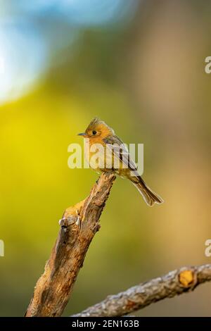 Tufted Flycatcher, Mitrephanes phaeocercus, ein seltener mexikanischer Besucher in der Nähe des Reef Townsite Campground in den Huachuca Mountains, Coronado National Forest, Stockfoto