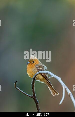 Tufted Flycatcher, Mitrephanes phaeocercus, ein seltener mexikanischer Besucher in der Nähe des Reef Townsite Campground in den Huachuca Mountains, Coronado National Forest, Stockfoto