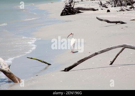 Ein rosa Roseate Löffler Vogel watend entlang der Küste von Sanibel Island Florida USA Stockfoto