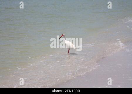 Ein rosa Roseate Löffler Vogel watend entlang der Küste von Sanibel Island Florida USA Stockfoto