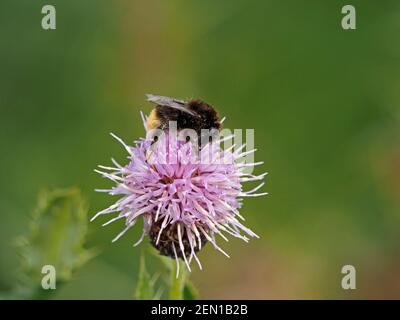 Pollenstaub-Hummel sammelt Nektar von blass purpurner Blume der kriechenden Distel (Cirsium arvense) auf einer Wiese in voller Sonne - Cumbria, England, UK Stockfoto