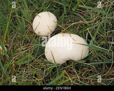 Fruchtkörper von zwei 2 kleinen Kugelbällchen (Lycoperdon perlatum) mit cremig strukturierter Oberfläche, die im Hochland-Grasland in Cumbria, England, UK wachsen Stockfoto