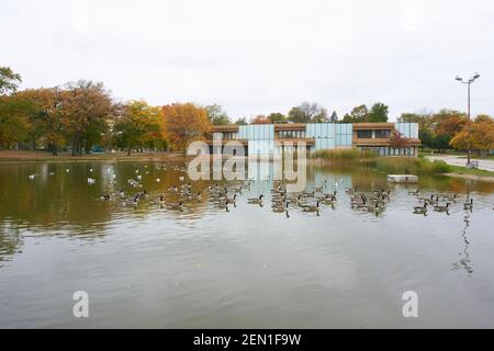 Gänse in Kosciuszko Park Teich. Stockfoto