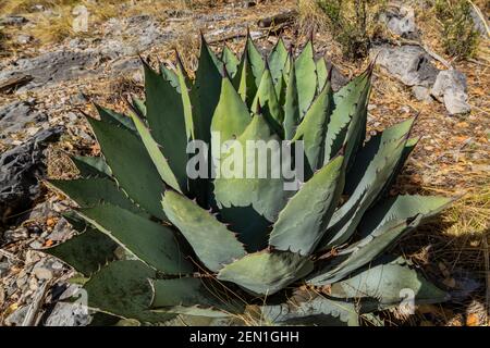 Huachuca Agave, Agave parryi huachucensis, in der Miller Peak Wilderness, Huachuca Mountains, Coronado National Forest, Arizona, USA Stockfoto