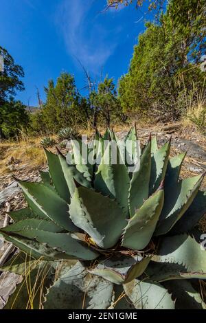 Huachuca Agave, Agave parryi huachucensis, in der Miller Peak Wilderness, Huachuca Mountains, Coronado National Forest, Arizona, USA Stockfoto