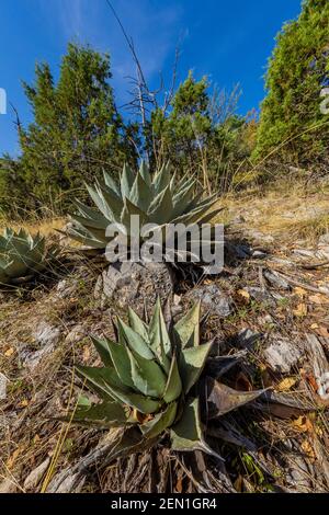 Huachuca Agave, Agave parryi huachucensis, in der Miller Peak Wilderness, Huachuca Mountains, Coronado National Forest, Arizona, USA Stockfoto