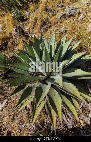 Huachuca Agave, Agave parryi huachucensis, in der Miller Peak Wilderness, Huachuca Mountains, Coronado National Forest, Arizona, USA Stockfoto