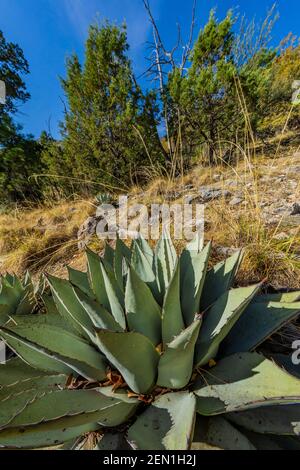 Huachuca Agave, Agave parryi huachucensis, in der Miller Peak Wilderness, Huachuca Mountains, Coronado National Forest, Arizona, USA Stockfoto