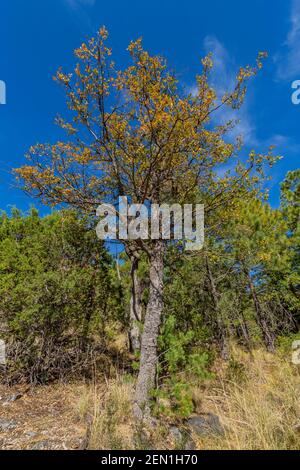 Kieferneichenwald in den Huachuca Mountains, Coronado National Forest, Arizona, USA Stockfoto