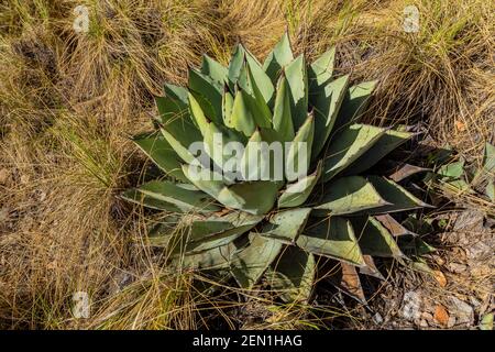 Huachuca Agave, Agave parryi huachucensis, in der Miller Peak Wilderness, Huachuca Mountains, Coronado National Forest, Arizona, USA Stockfoto