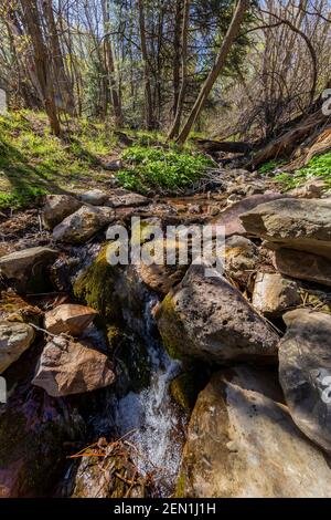 Winziger Bach in der Miller Peak Wildnis der Huachuca Mountains, Coronado National Forest, Arizona, USA Stockfoto