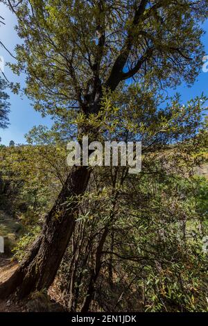 Eiche im Kiefernwald in den Huachuca Mountains, Coronado National Forest, Arizona, USA Stockfoto