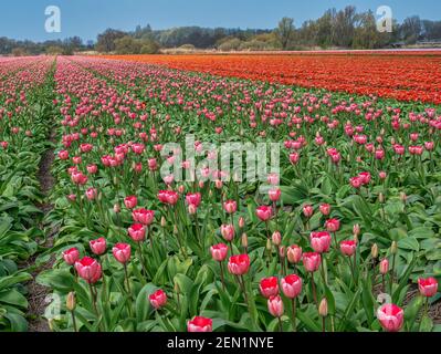 Reihen von roten und orangen Tulpen in voller Blüte erstrecken sich zu einem Wald am Horizont in einem großen Tulpenfeld in den Niederlanden. Stockfoto
