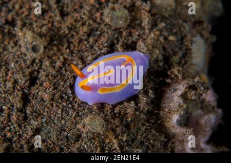 Mexichromis Nudibranch, Mexichromis trilineata, Batu Niti Tauchplatz, Seraya, Karangasem, Bali, Indonesien, Indischer Ozean Stockfoto