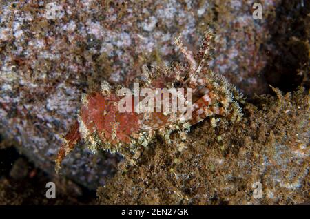 Saron Shrimp, Saron sp, Nachttauchgang, Seraya Secrets Tauchplatz, Seraya, Karangasem, Bali, Indonesien, Indischer Ozean Stockfoto