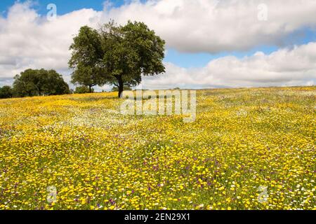 Holm Eiche in der Dehesa mit dem Feld voll Von gelben Blüten und Gänseblümchen Stockfoto