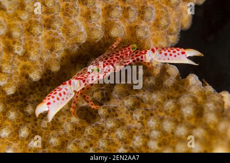 Rotfleckige Wachskrabbe, Trapezia tigrina, in Korallenspalten, Nachttauchgang, Seraya Secrets Tauchplatz, Seraya, Karangasem, Bali, Indonesien, Indischer Ozean Stockfoto