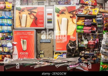 BELGRAD, SERBIEN - 11. JANUAR 2021: Streunende Kalikatze, eine weibliche Katze, die vor einem Supermarkt, einem Kiosk steht und wichtige Waren und PR verkauft Stockfoto