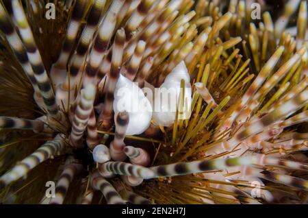 Paar parasitäre Schnecken, Echineulima asthenosomae auf doppelstacheligem Seeigel, Echinothrix calamaris, Sidem Tauchplatz, Seraya, Karangasem, Bali Stockfoto