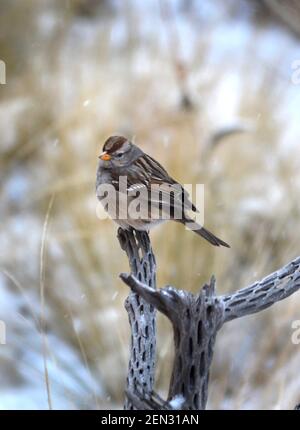 Ein weißkroniger Sperling steht auf einem Kaktuskelett in Santa Fe, New Mexico. Stockfoto