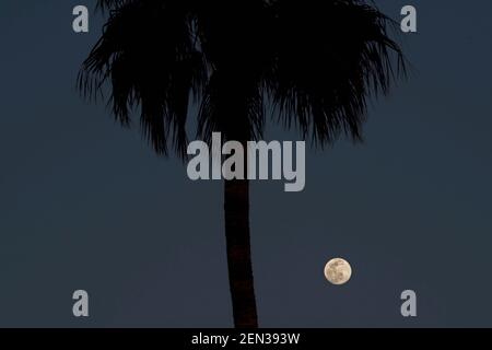 Vollmond, der hinter einer hohen Palme aufsteigt Stockfoto