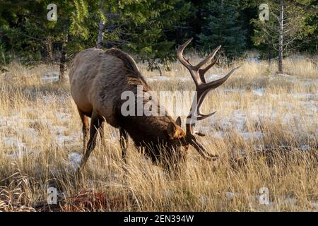 Blick auf einen Stierelch (cervius canadensis) In Kanada im Gras stehen Stockfoto